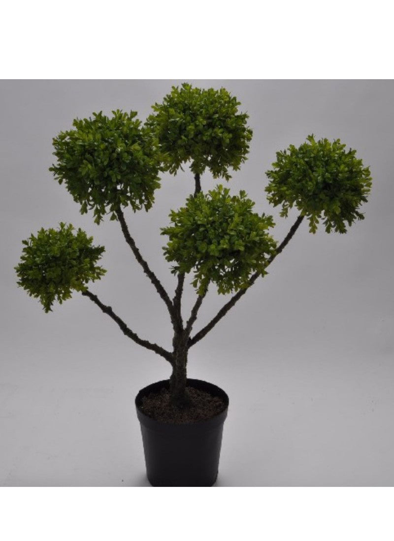 buxus plant in pot Green Buxus Plant Potted