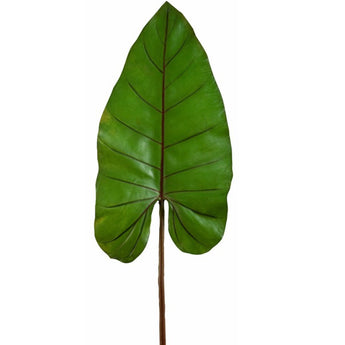 Pk 6 - 30" Calla Lilly Green Leaf