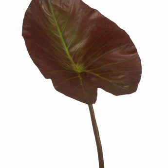 Pk 6 - 39'' Burgundy Giant Taro Leaf