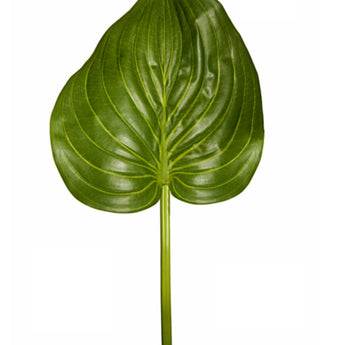 Pk 12 - 37" Green Hosta Leaf