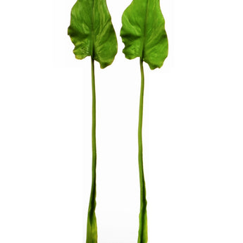 Pk 12 - 30" Assorted Green Calla Lily Leaf