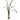 Pk 6 - 43.5'' Green Orchid Leaves with Roots