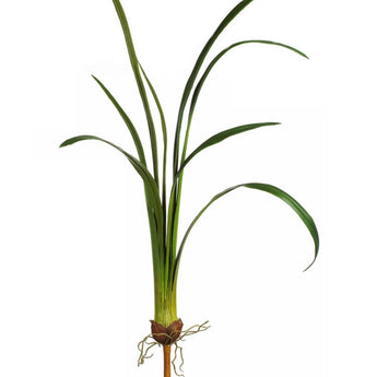 Pk 6 - 43.5'' Green Orchid Leaves with Roots