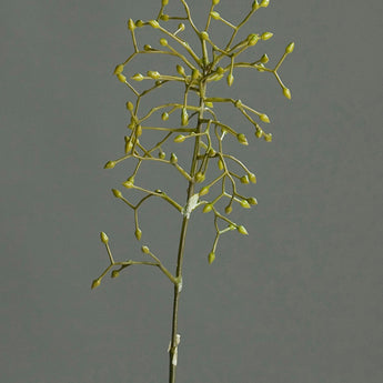 Pk 12 - 34" Green Cymbidium Orchid Fruit Spray