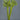 Pk 24 - Green Placyterium Spray
