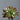Pk 6 - Brown and Green Succulent Stem
