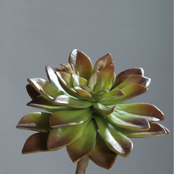 Pk 6 - Brown and Green Succulent Stem