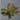 Pk 6 - Brown and Green Succulent Stem