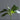 Pk 24 - Green Orchid Plant with 7 Leaves