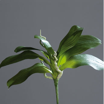 Pk 24 - Green Orchid Plant with 7 Leaves