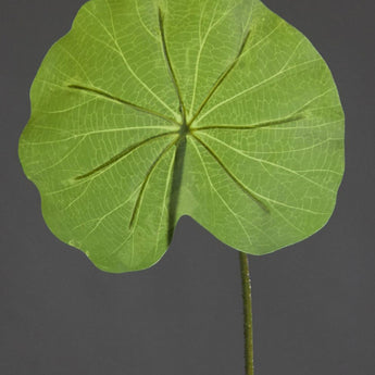 Pk 24 - Green Lotus Leaf