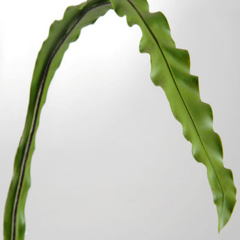 Pk 12 - 27.5" Green Asplenium Leaf