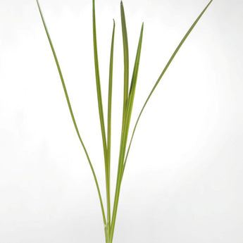 Pk 12 - 43.5" Green Iris Leaves x4