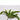 Pk 12 - Green with Brown Accents Succulent Pick
