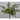 Pk 12 - Green Spray Bush