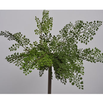 Pk 12 - Green Spray Bush
