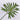 Pk 24 - Green Philodendrum Leaf Stem
