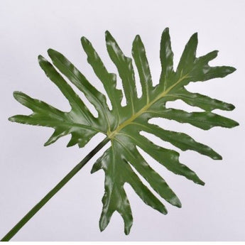 Pk 24 - Green Philodendrum Leaf Stem