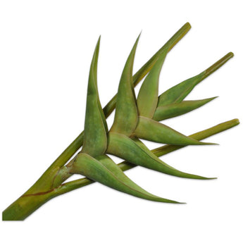 Pk 24 - Green Heliconia Stem