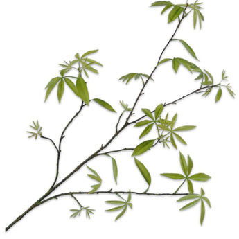 PK 12 - Leaf Spray Green