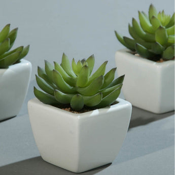 PK 6 Green Agave Succulent in a While Ceramic Pot