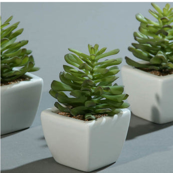 PK 6 Green Agave Succulent in a While Ceramic Pot