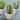 PK 6 Green Sedum Succulent in a White Ceramic Pot