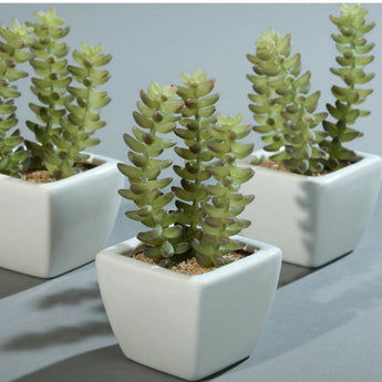 PK 6 Green Sedum Succulent in a White Ceramic Pot