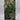 Pack 1 - Assorted Green Succulents Mounted on a Moss Wall Plaque