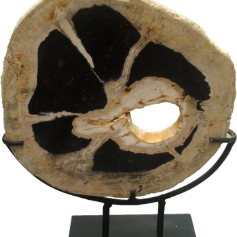 Small Petrified Wood Slice on Stand