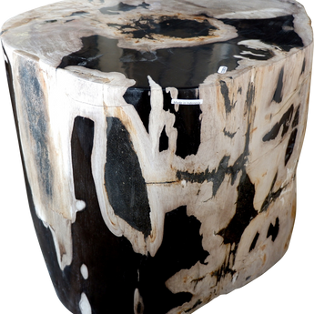 Fully Polished Petrified Stool