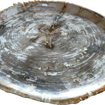 XL Petrified Wood Thin Plate