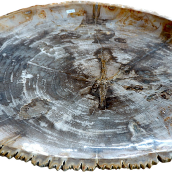 XL Petrified Wood Plate