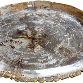 XL Petrified Wood Plate