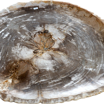 XL Petrified Wood Thin Plate
