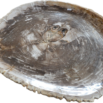 XL Petrified Wood Thin Plate