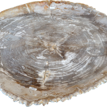 XL Petrified Wood Plate