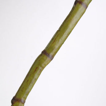 PK 12 - 51" Green Bamboo Stick