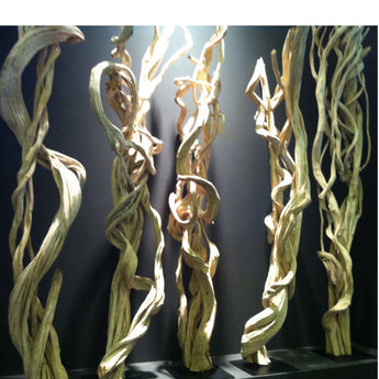 DESIRE - Twisted Bleached Natural Liane Vine Sculpture on a Metal Base