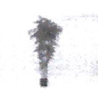 Pk 1 -82" Green Bamboo Tree Potted