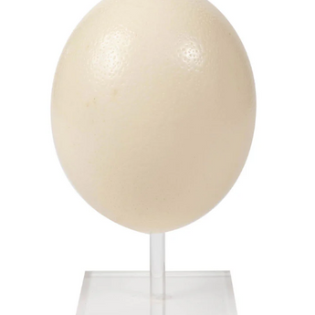 Ostrich Eggs on Acrylic Stand Set