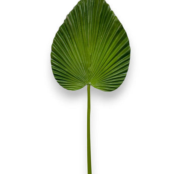 Fan Palm Leaf Large