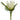 KING PROTEA 25" White