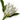 KING PROTEA 25" White