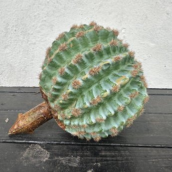 Cactus Stem 9"