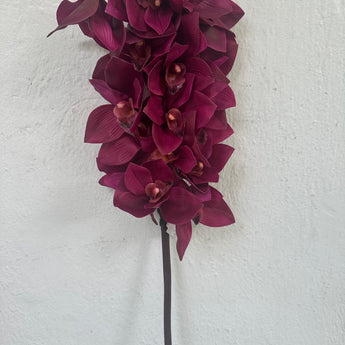 Orchid Cymb. X 18F