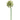 31" ALLIUM SPRAY CREAM