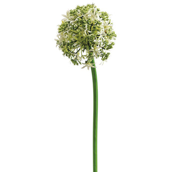 31" ALLIUM SPRAY CREAM
