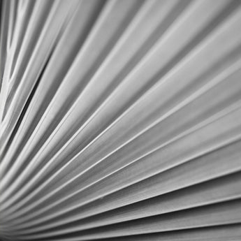 Sepia Diptych Palm Print 24"x36" (Right)